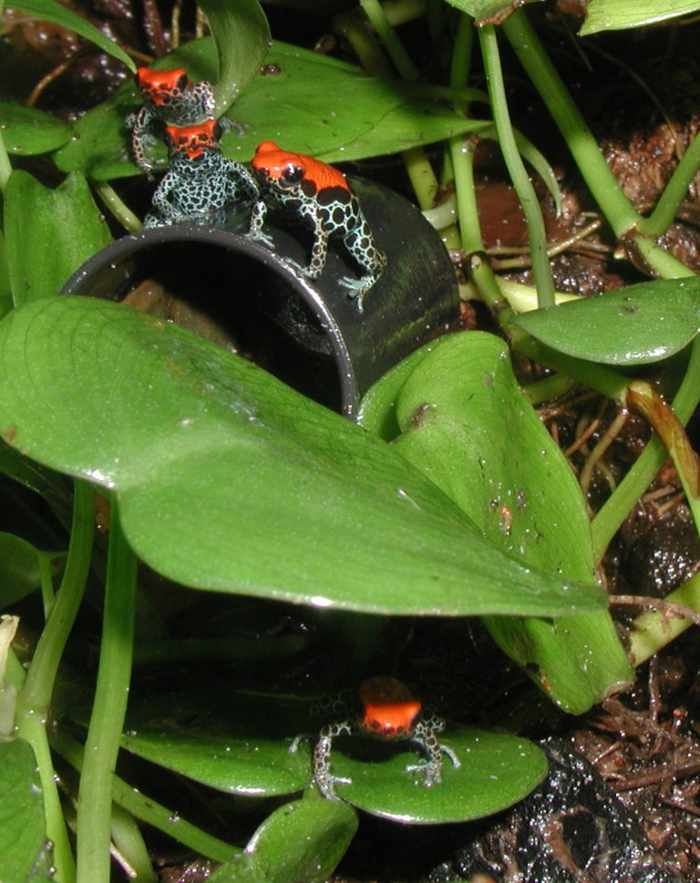 Ranitomeya species - ranitomeyafrog