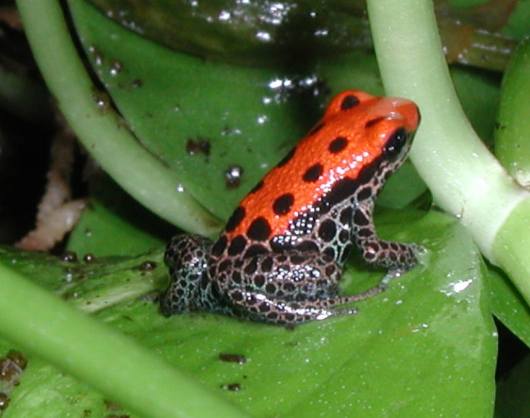 Ranitomeya species - ranitomeyafrog