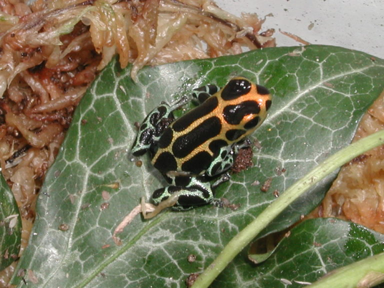 Ranitomeya species - ranitomeyafrog